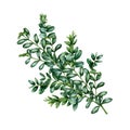 Boxwood bush branch element. Watercolor illustration. Hand drawn realistic buxus twig with green leaves. Boxwood painted Royalty Free Stock Photo