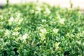 Boxwood bush close by in autumn day, green background soft focus