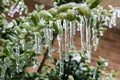 Boxwood Bush Encased in Ice Royalty Free Stock Photo