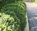 Boxwood boxwood. A bush of evergreen boxwood along the sidewalk. Green bushes along the park avenue.