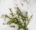 Boxwood bush winter day in the snow