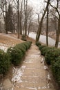 Boxwood bushes along the steps