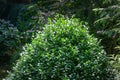 Boxwood Buxus sempervirens or European box with in landscaped garden. Boxwood Buxus sempervirens bushes