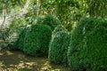 Boxwood Buxus sempervirens or European box with in landscaped garden. Trimmed boxwood Buxus sempervirens bushes