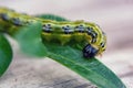 The boxwood caterpillar, box fire, dangerous pest, voracious, eats leaves Royalty Free Stock Photo