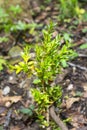 Colchis boxwood plants in the mountain nature park . Royalty Free Stock Photo