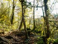 Boxwood forest in the mountains. unusual wood in the mountain forest thicket