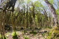 Boxwood forests of the rare forests in the world, consent, Turkey