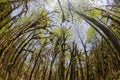 Boxwood forests of the rare forests in the world, consent, Turkey