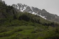 Boxwood forests of the rare forests in the world, consent, Turkey