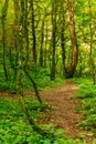 Boxwood grove in ravine Chudo-Krasotka, Sochi, Russia