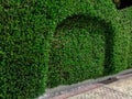 Boxwood hedge growing in the shape of a fence. Beautiful decoratively trimmed shrub, background with copy space, garden care Royalty Free Stock Photo