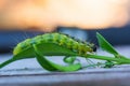 Boxwood moth feeds on boxwood leaves. The boxwood caterpillar destroys many plants Royalty Free Stock Photo