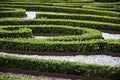 Boxwood ornamental garden. Green bushes labyrinth, hedge maze Royalty Free Stock Photo