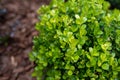 Boxwood plant close up in the garden