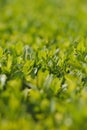 Boxwood plant green leaves