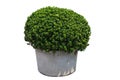 Boxwood plant potted