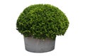 Boxwood plant potted in cement tub