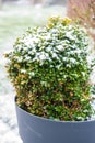 Boxwood in a pot under the snow Royalty Free Stock Photo