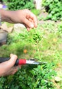 Boxwood Propagation with Stem Cuttings. Growing Boxwood Hedge Shrubs By Rooting Cuttings