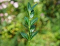 Boxwood Propagation with Stem Cuttings Isolated.  Boxwood  branch isoleted Royalty Free Stock Photo