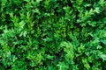 A boxwood in the spring garden. Small green leaves texture background. A green plant. Eco wall Royalty Free Stock Photo