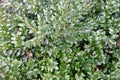 A boxwood in the spring garden. The twigs and leaves of boxwood texture, background. A green plant Royalty Free Stock Photo