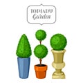 Boxwood topiary garden plants. Decorative trees in flowerpots