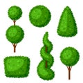 Boxwood topiary garden plants. Set of decorative trees