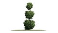 Boxwood Topiary on a grass floor
