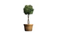 Boxwood Topiary in planting pot