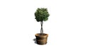 Boxwood Topiary in a planting pot with shadow on the floor