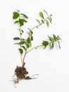 Boxwood saplings with root and ground on white background