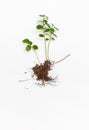 Boxwood saplings with root and ground on white background