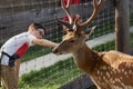 A boy with admiration strokes a deer through a wire fence. Selective focus Royalty Free Stock Photo