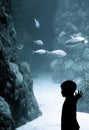 Boy at the aquarium Royalty Free Stock Photo