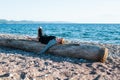 Boy on a beach Royalty Free Stock Photo