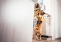 Boy and beagle dog look something delicious in refrigerator Royalty Free Stock Photo