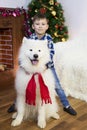 A boy with a big dog at Christmas. Royalty Free Stock Photo