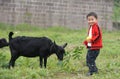 Boy and black goat Royalty Free Stock Photo
