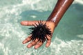 Black sea urchin from Zanzibar Royalty Free Stock Photo