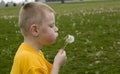 Boy blowing dandelion Royalty Free Stock Photo