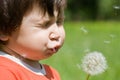 Boy blowing dandelion Royalty Free Stock Photo