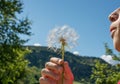 Boy blowing a Dandelion seed in hand Royalty Free Stock Photo