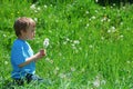 Boy blowing dandelion seeds Royalty Free Stock Photo