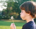 Boy Blowing Seeds Royalty Free Stock Photo