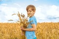 A boy in a blue T-shirt presses his ears of wheat. The child is standing in the field. The sky in the background Royalty Free Stock Photo