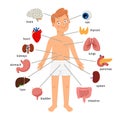 .Boy body internal organs