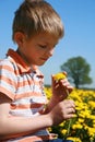 Boy and bunch of dandelions. Royalty Free Stock Photo