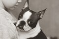 The boy cares, loves and tenderly embraces his devoted friend the Boston Terrier dog. Black and white photo. Royalty Free Stock Photo